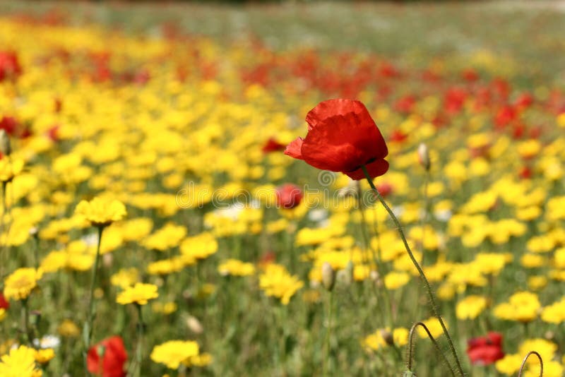 Poppies