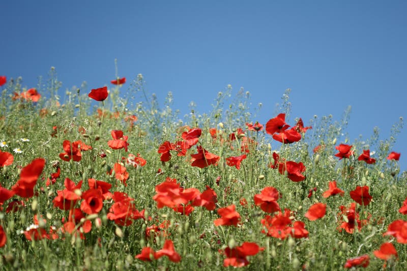 Poppies