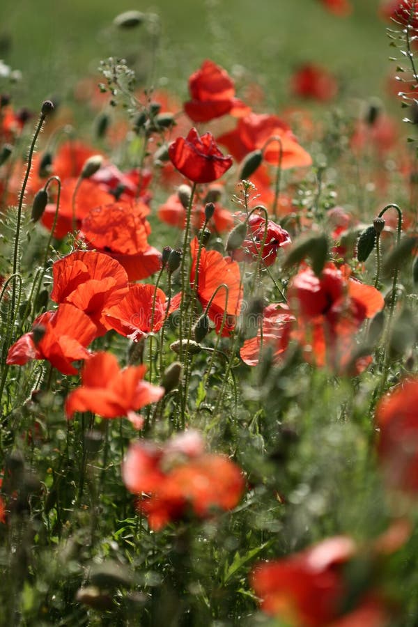 Poppies