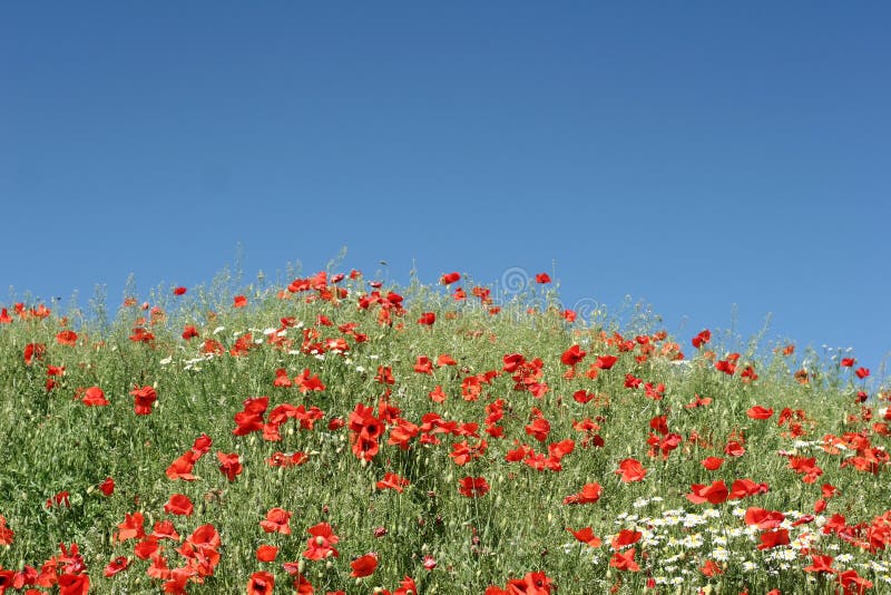 Poppies