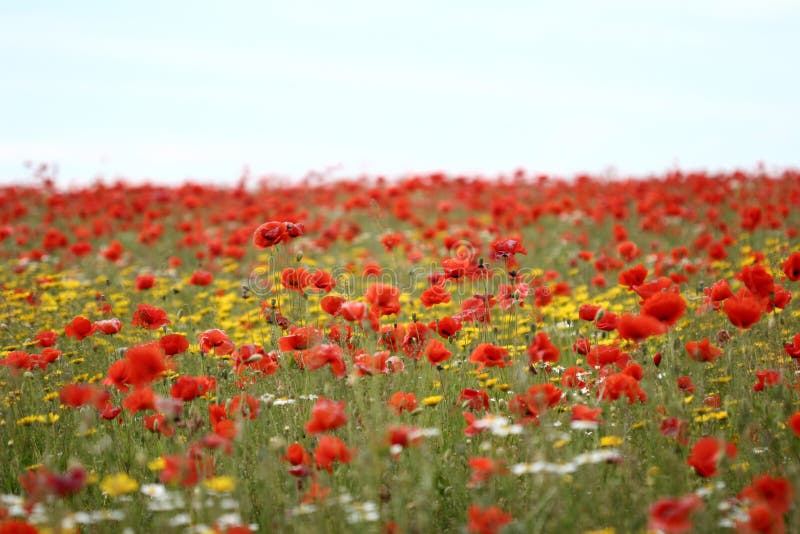 Poppies