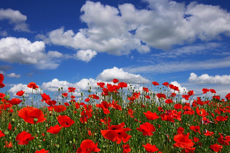 Poppies on a background of the blue sky