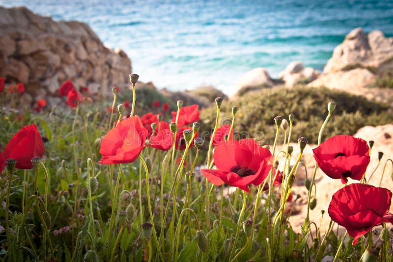Poppies by the beach.