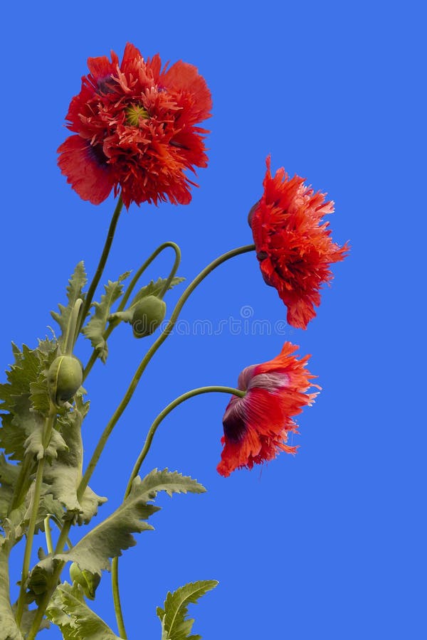 Poppies on Blue Background