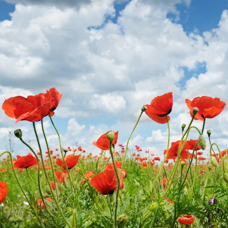 poppies and blue sky