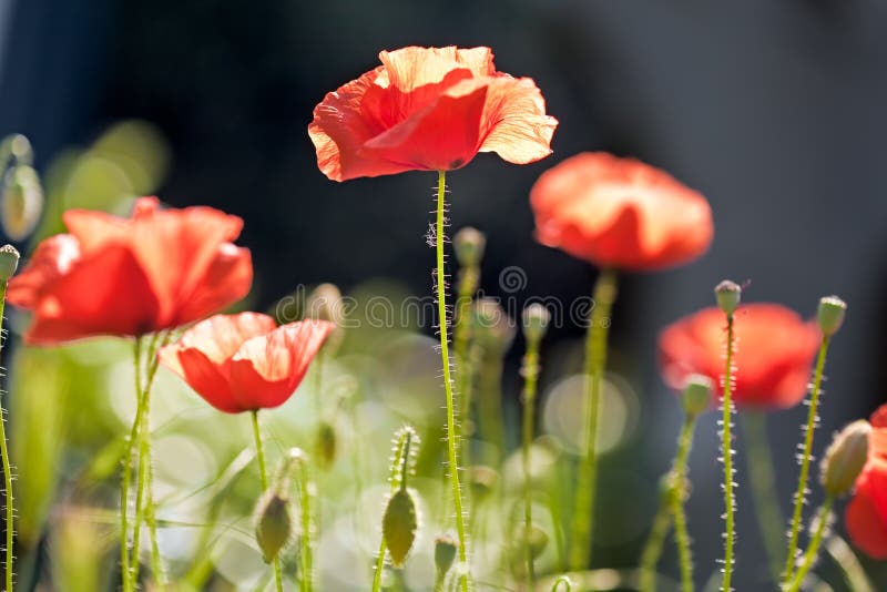 Poppies stock photo