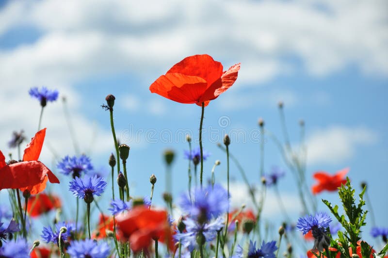 Poppies and Cornflowers stock image. Image of flowers 19398387