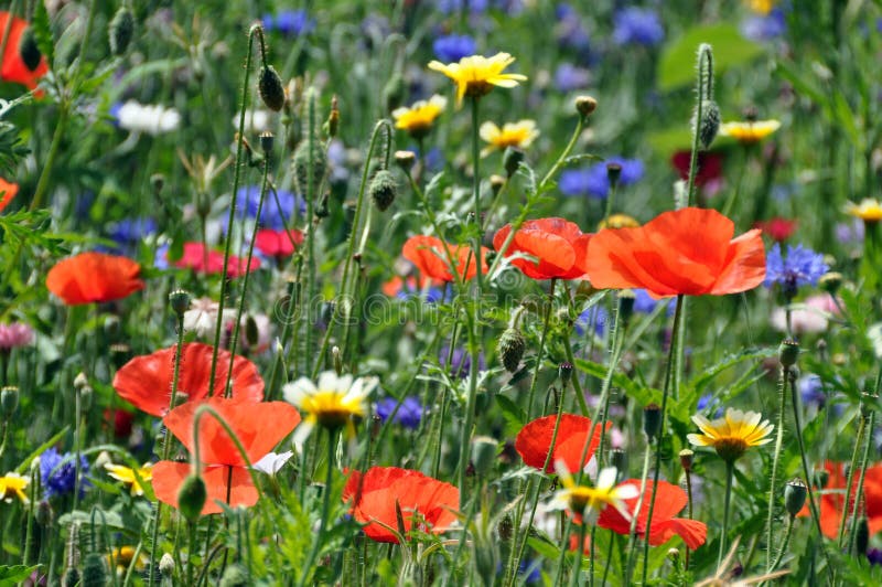 Poppies and Cornflowers stock image. Image of flowers - 19398387