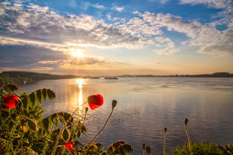 Poppies on Danube