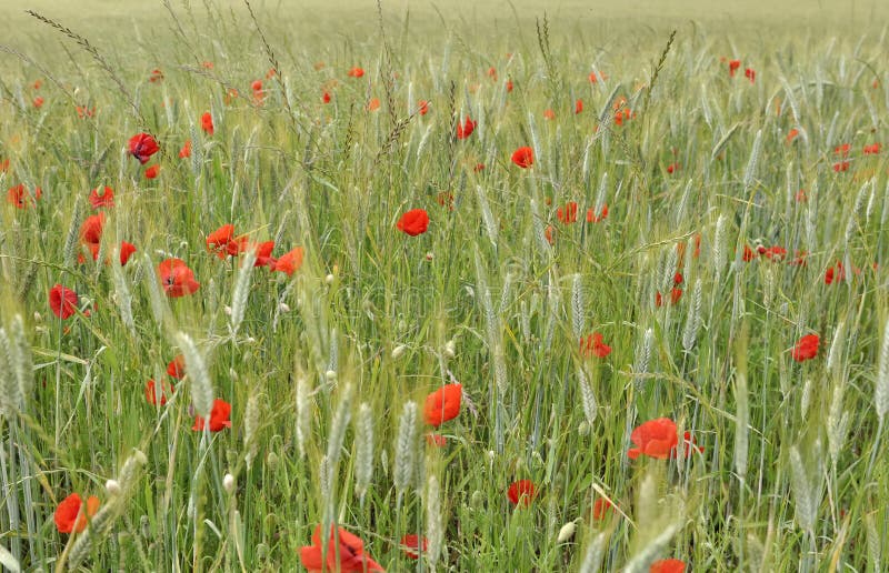 Poppies in a field