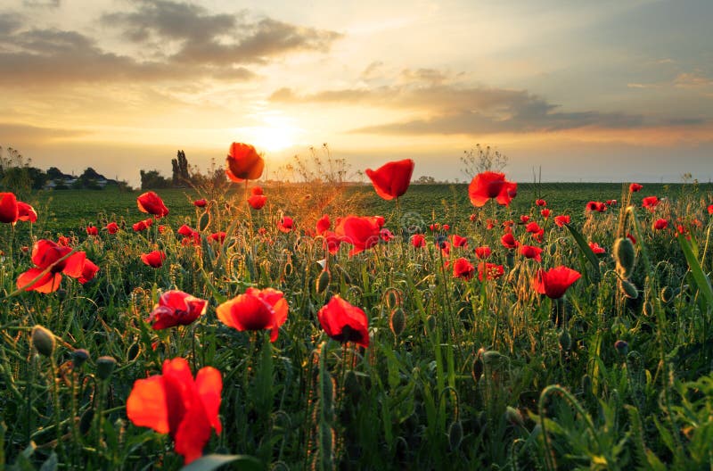 Poppies field flower on sunset