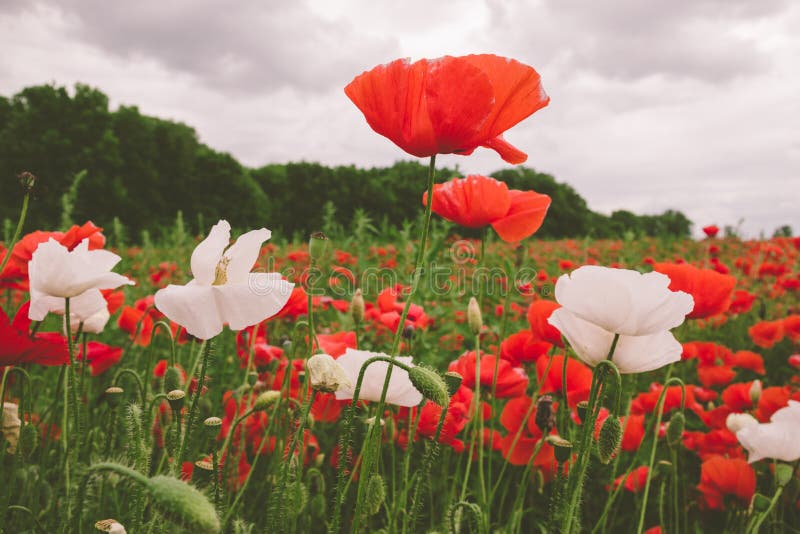 Poppies in Field in Red and White Stock Photo Image of horizon