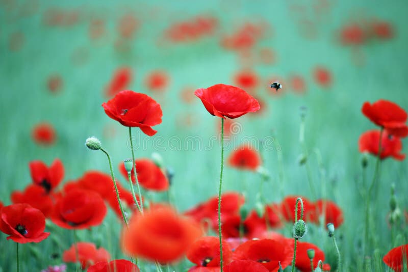 Poppies flower and bees stock photo Poppies flower and bees stock photo