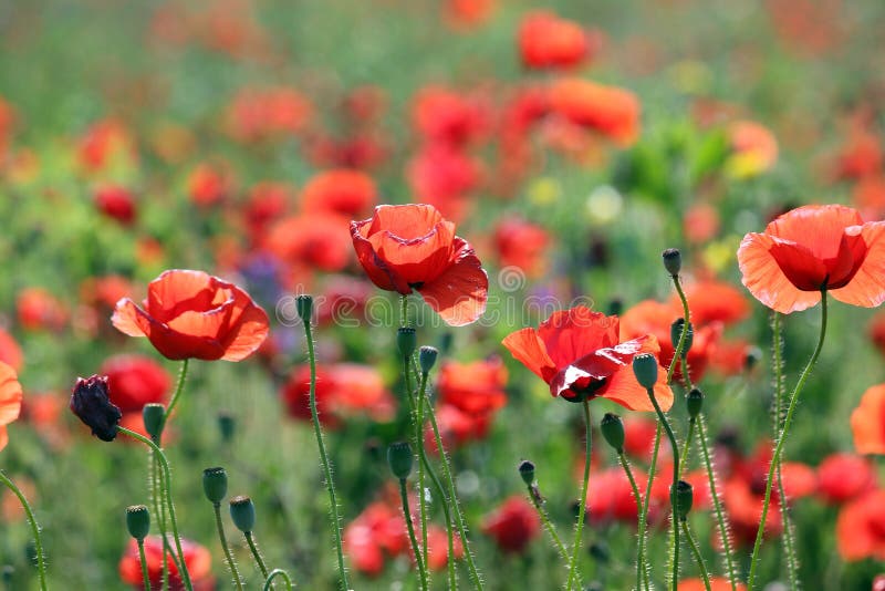 Poppies Flower Meadow Spring Season Stock Image Image of outdoors
