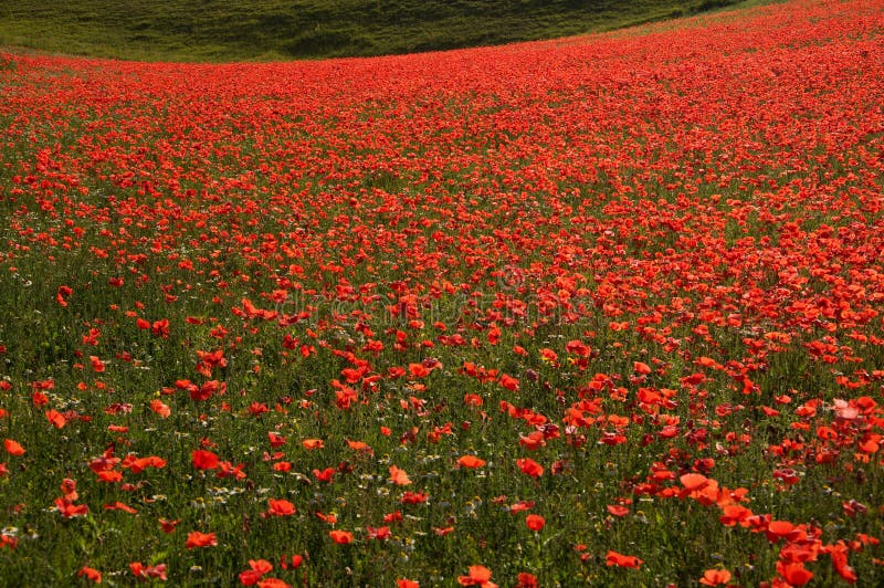 Poppies flowers