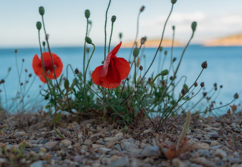 sea of poppies review sea of poppies review