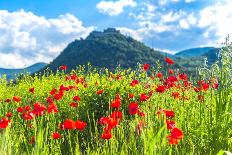 Beautiful old Deva citadell and poppies flowers field