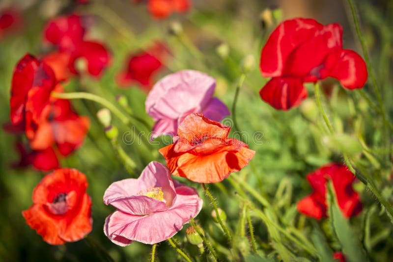 Poppies in a garden