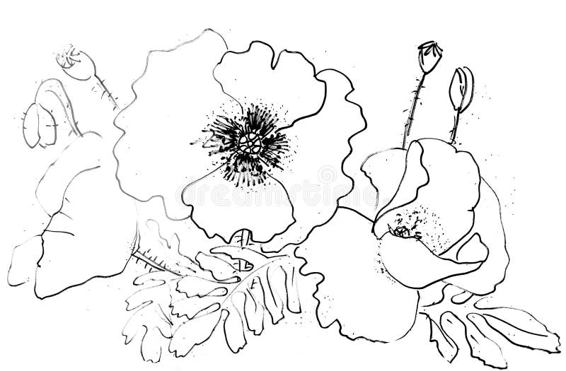 Poppies Graphic Black and White Drawing on White Background Stock Image