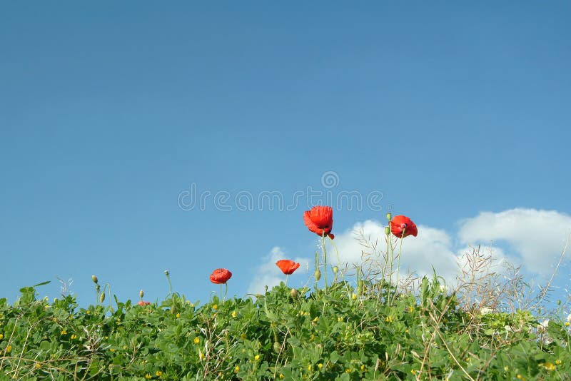 Poppies and grass in field