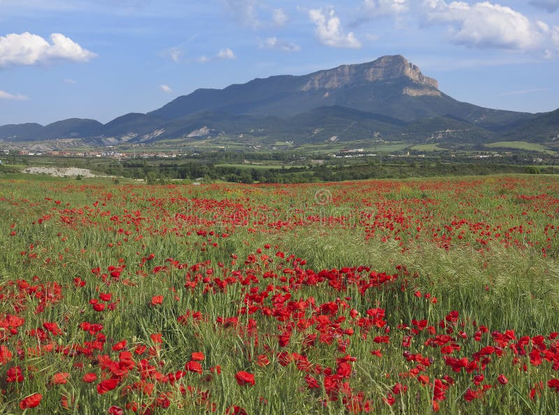 Poppies and the rock Oroel in Huesca.