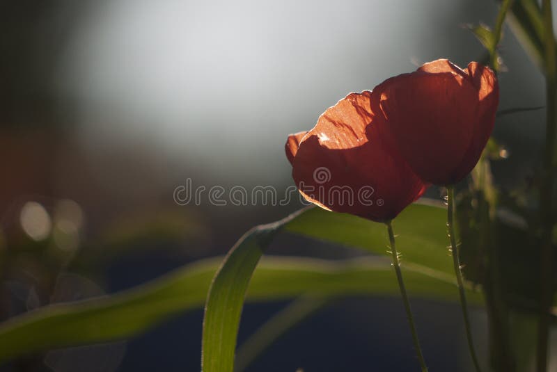 Poppies at sunset