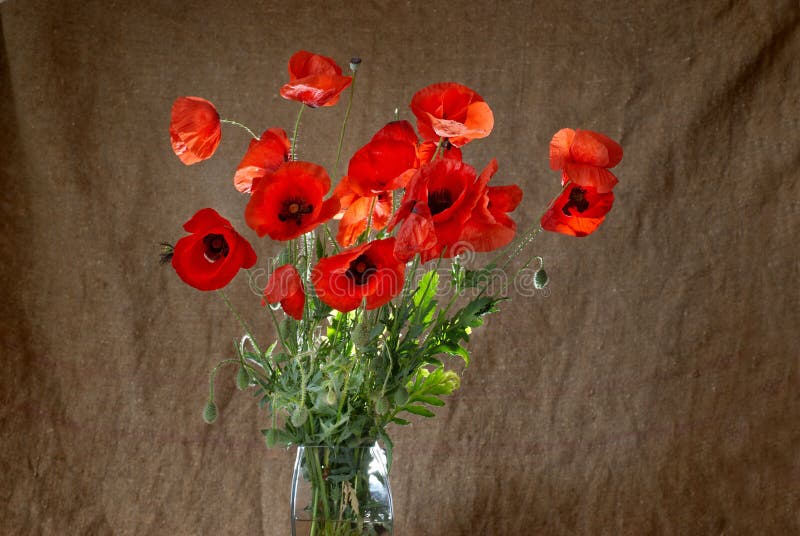 Poppies in the vase stock image. Image of dark, beautiful 22403433