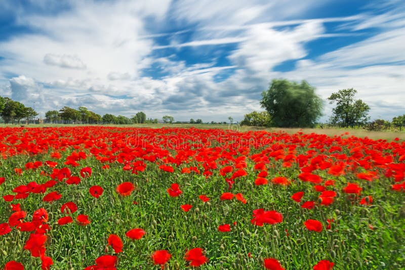 Poppies on a very windy day.