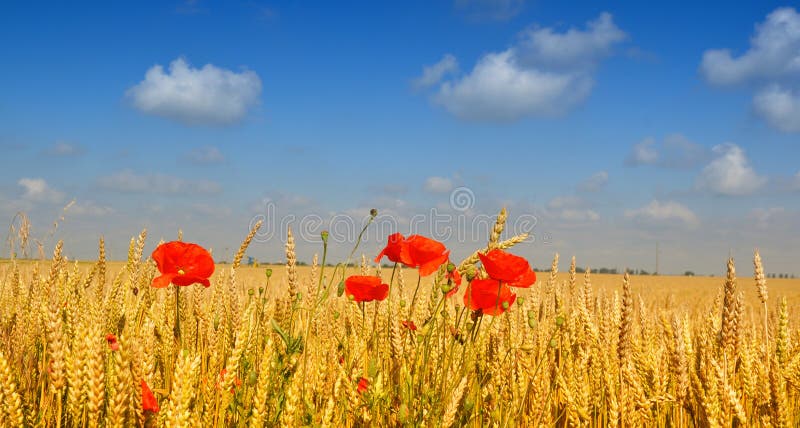 Poppies in wheat field