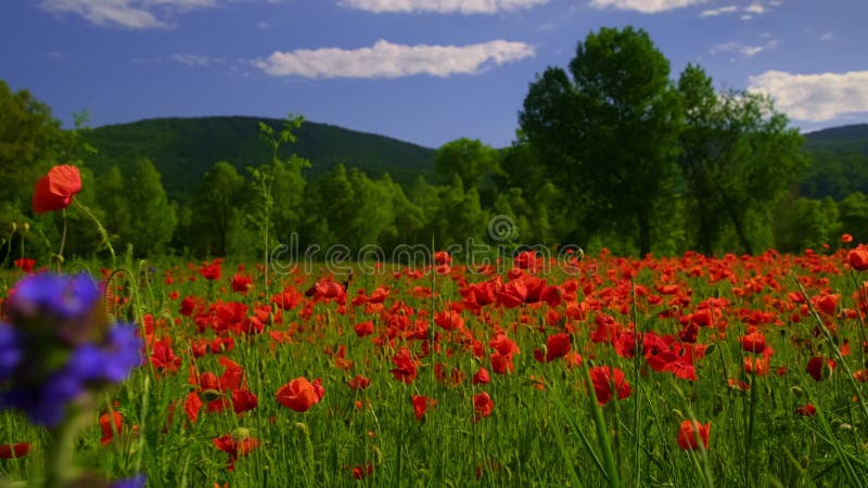 Poppies κλείνουν σε ένα πεδίο κόκκινα λουλούδια και πράσινα δέντρα κάτω από τον γαλάζιο ουρανό