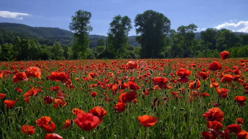 Poppies κλείνουν σε ένα πεδίο κόκκινων λουλουδιών κάτω από το μπλε ουράνιο πανόραμα