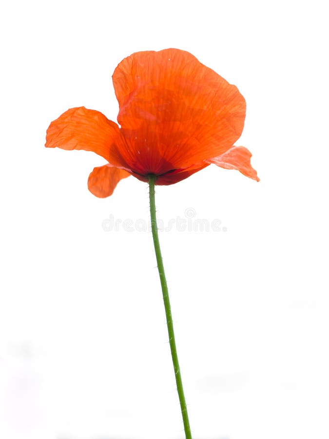 Poppy Flower and Bud Isolated on White Stock Photo - Image of passion ...