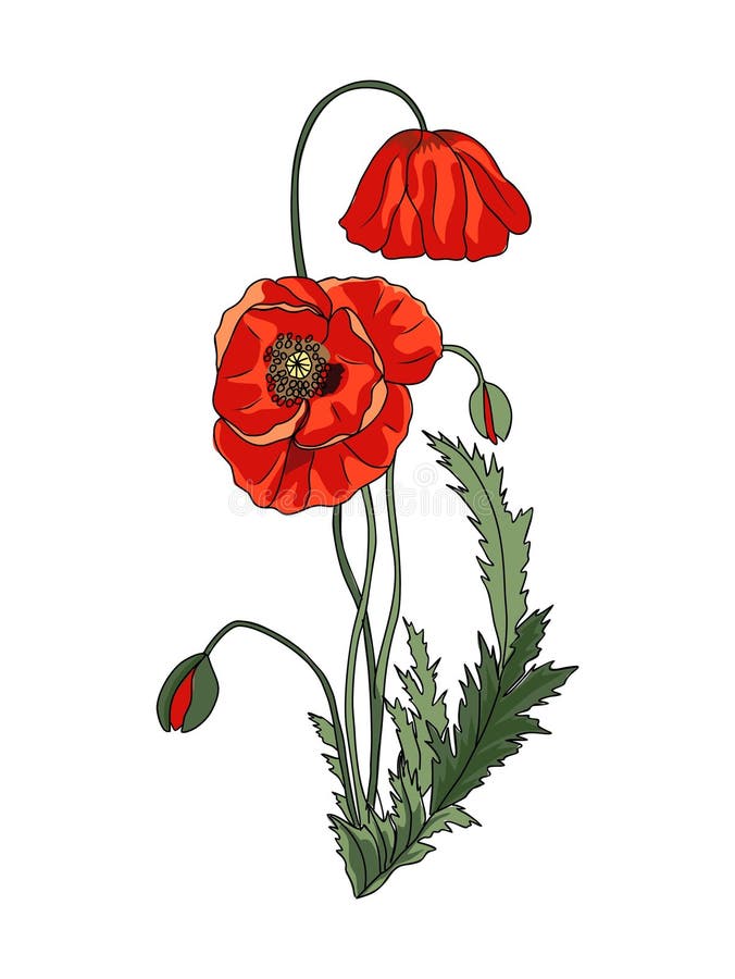 Poppy August Birth Month Flower Vector Drawing. Stock Vector ...