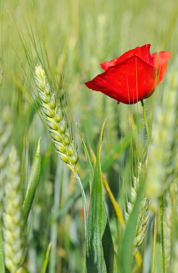 Poppy and barley