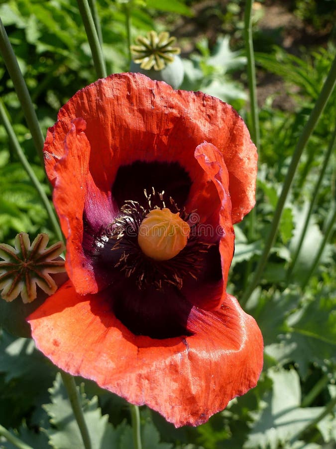 Poppy is a Beautiful Flower with a Intoxicating Smell Stock Image Image of stem, earth 157305729