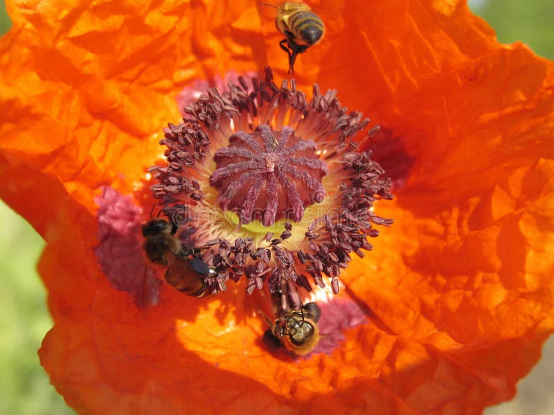 Poppy and the bee. stock image. Image of florist, pollenate 70119