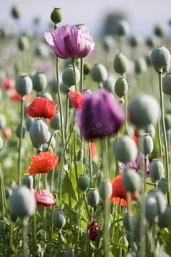 Poppy bloom