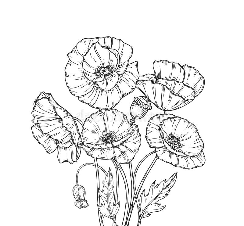 Poppy Bouquet A linha papoilas da arte floresce a plantação decorativa da flor em botão da papoila da planta da arte finala da pa ilustração do vetor Poppy Bouquet A linha papoilas da arte floresce a plantação decorativa da flor em botão da papoila da planta da arte finala da pa ilustração do vetor
