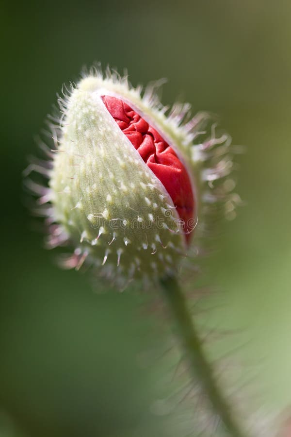 Poppy bud