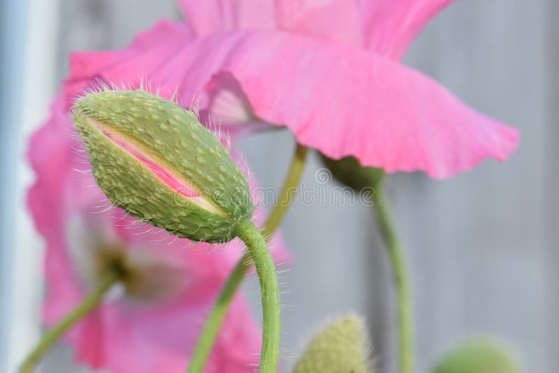 Poppy Bud Pink Blurry Flower Background arkivfoton Poppy Bud Pink Blurry Flower Background arkivfoton