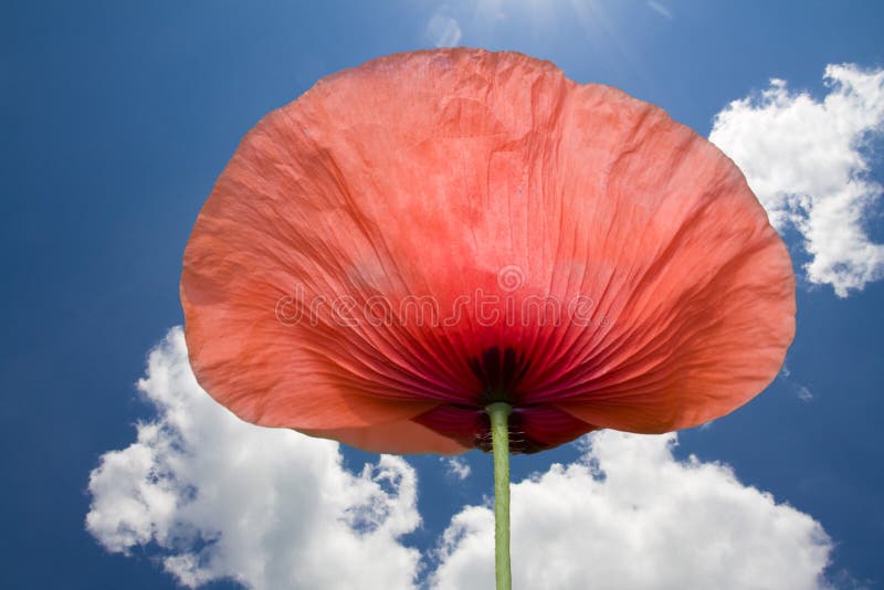 Poppy close up