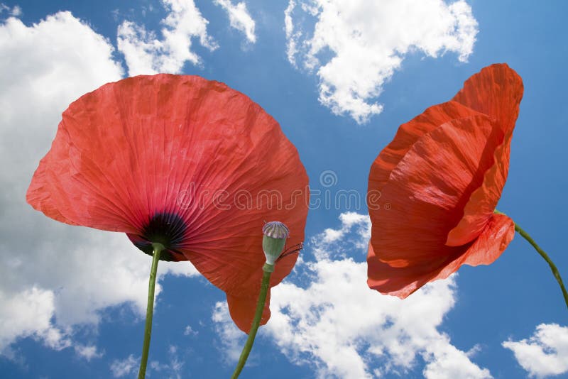 Poppy close up