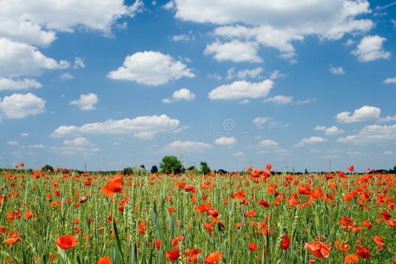 Poppy and clouds