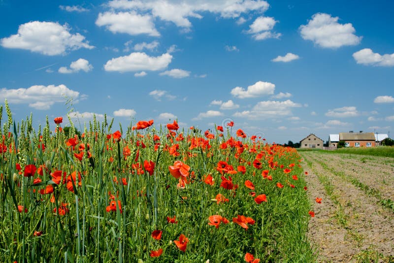 Poppy, clouds and arable field