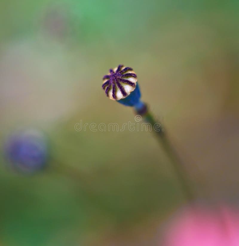 Detail Maku kvet s farebnom pozadí.