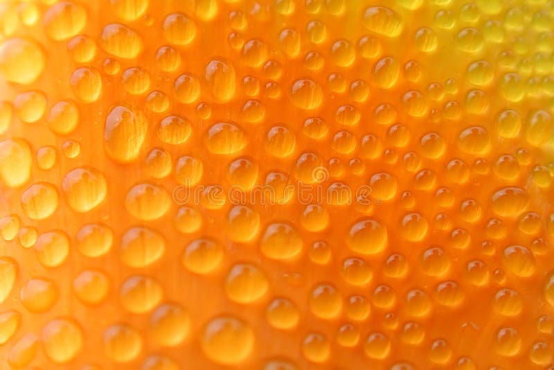 Hundreds of tiny water droplets reflect my image on a bright orange California Poppy. Hundreds of tiny water droplets reflect my image on a bright orange California Poppy.