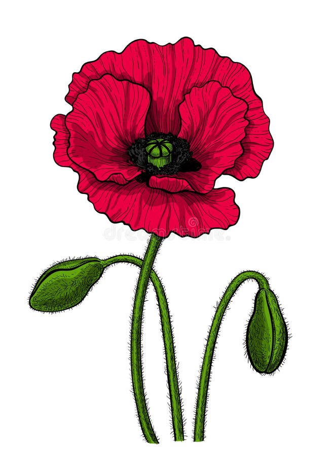 Poppy vector drawing stock illustration. Illustration of drawn - 137125150