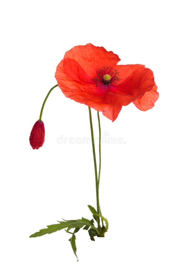 poppy dziki kwiat fotografia stock poppy dziki kwiat fotografia stock