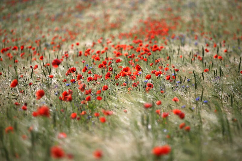 Poppy field