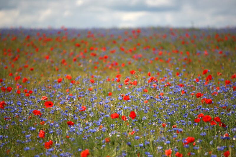 Poppy field